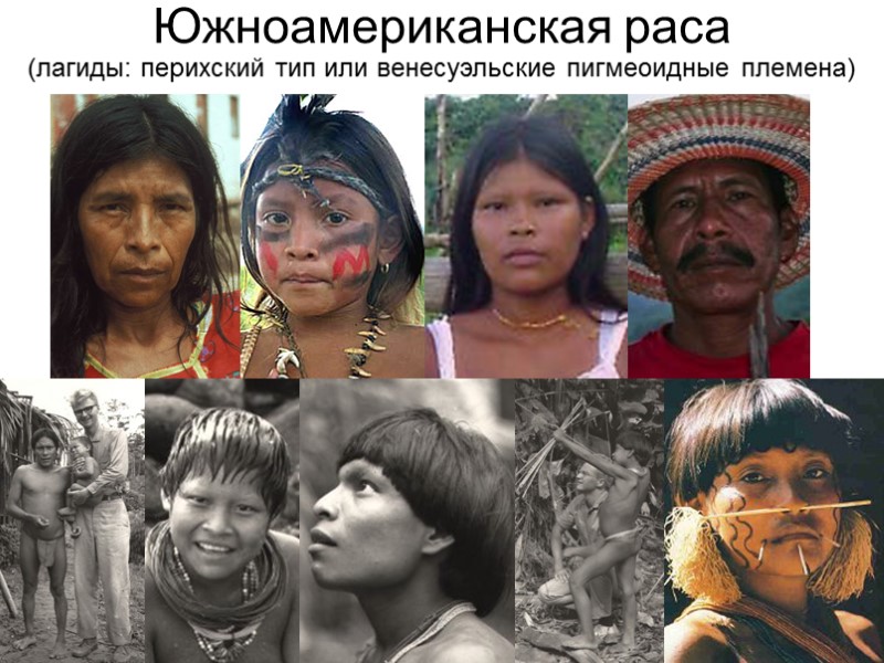 Южноамериканская раса (лагиды: перихский тип или венесуэльские пигмеоидные племена)